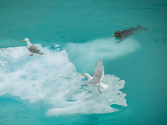 Harbor Seals
