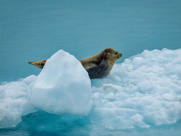 Harbor Seals