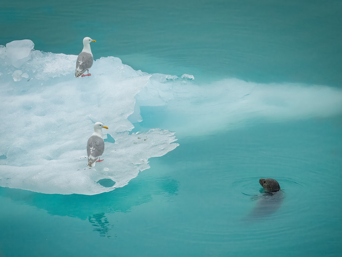 Harbor Seals