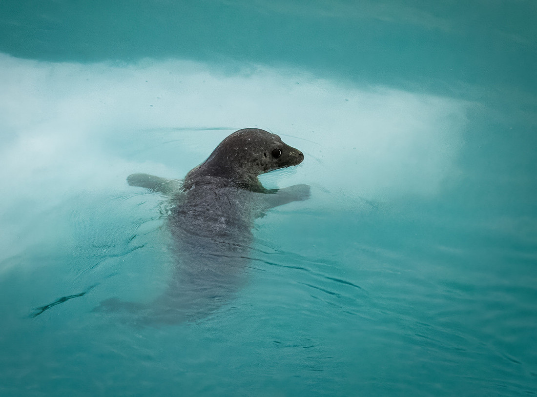 Harbor Seals