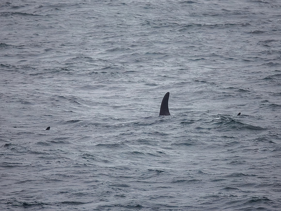 Orcas