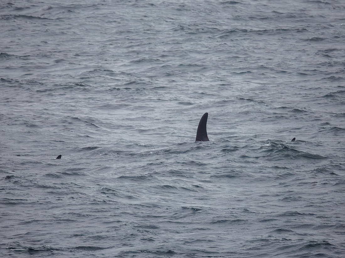 Orcas