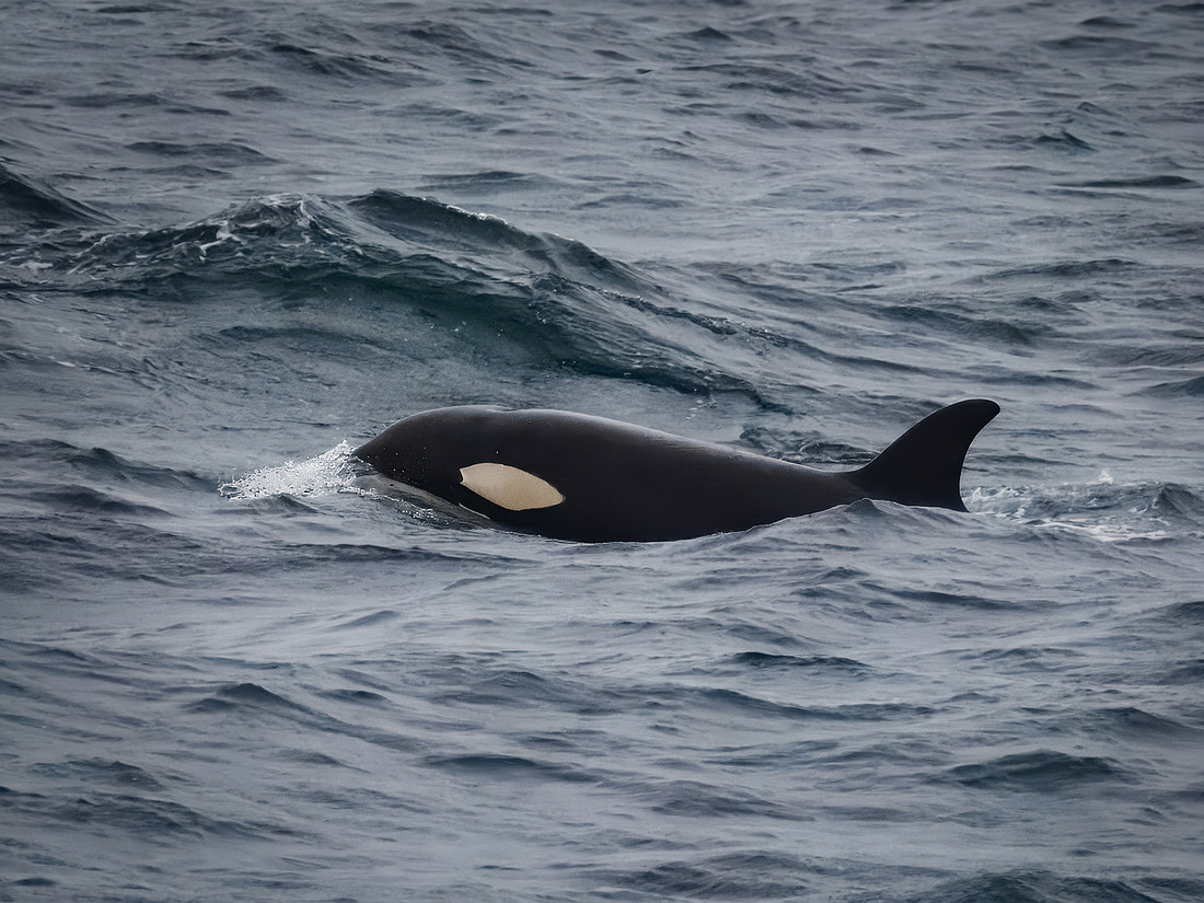 Orcas
