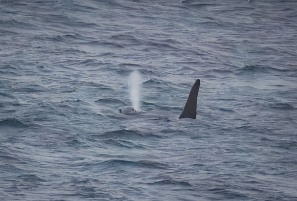 Orcas