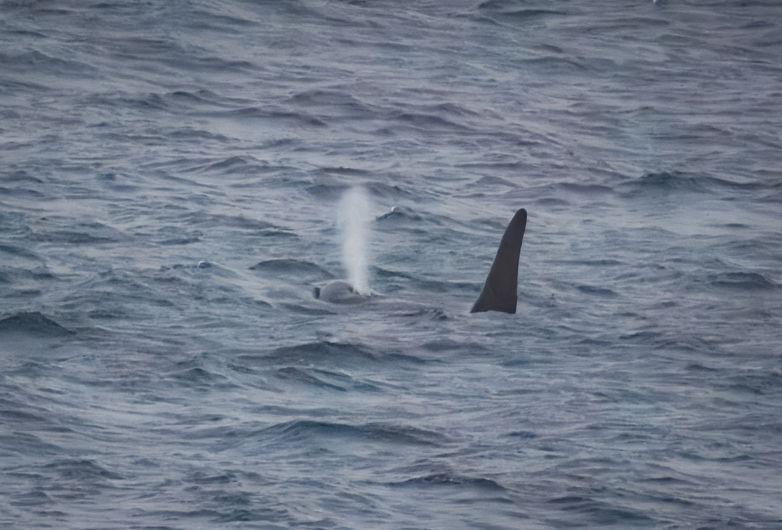 Orcas