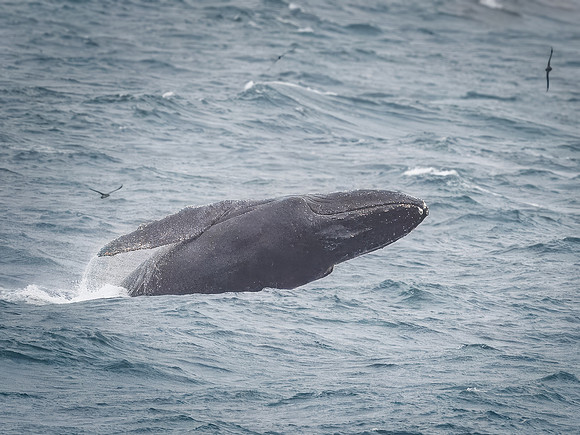 Humpback Whales in Alaska
