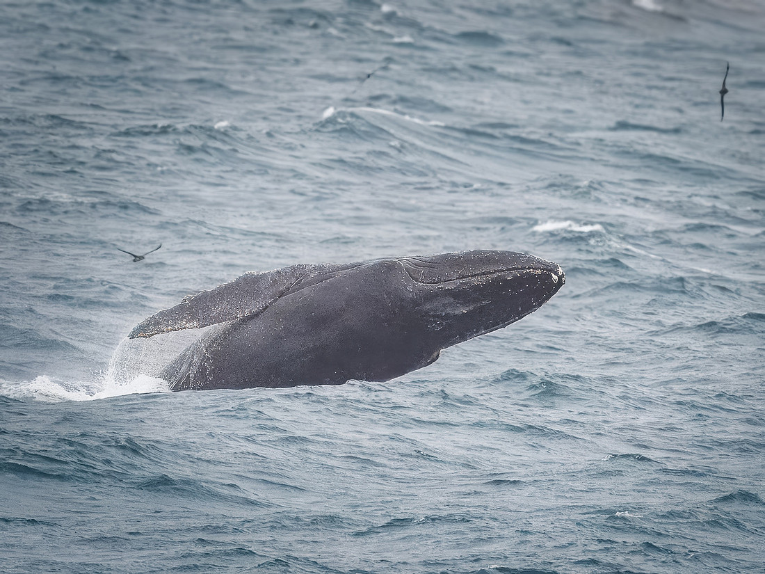 Humpback Whales in Alaska