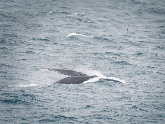 Humpback Whales in Alaska