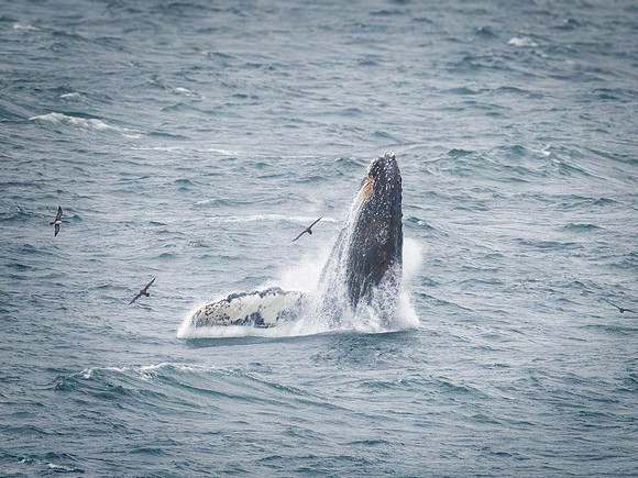 Humpback Whales in Alaska