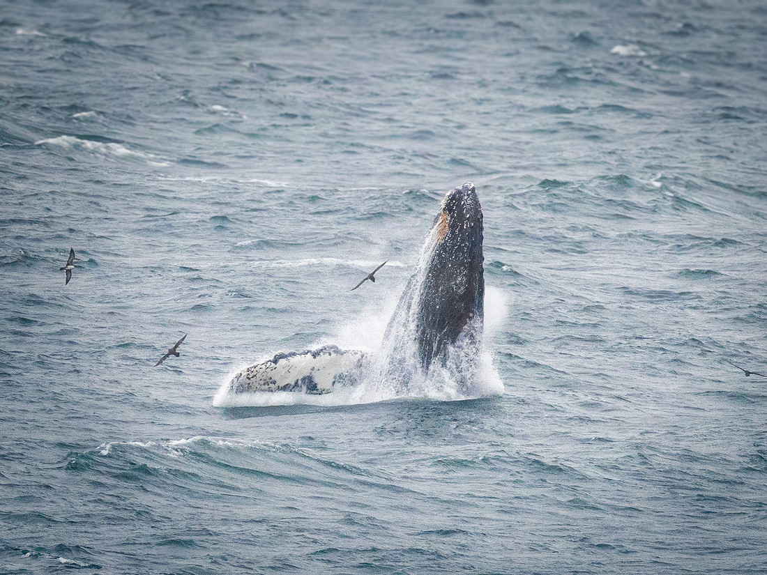 Humpback Whales in Alaska