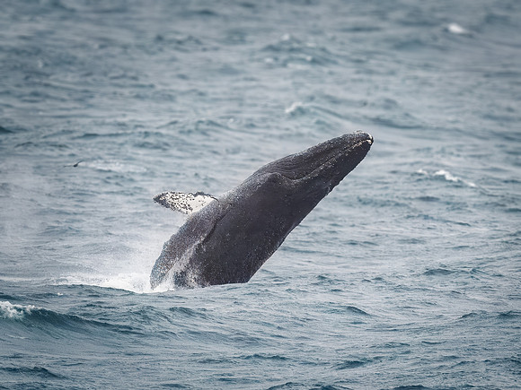 Humpback Whales in Alaska