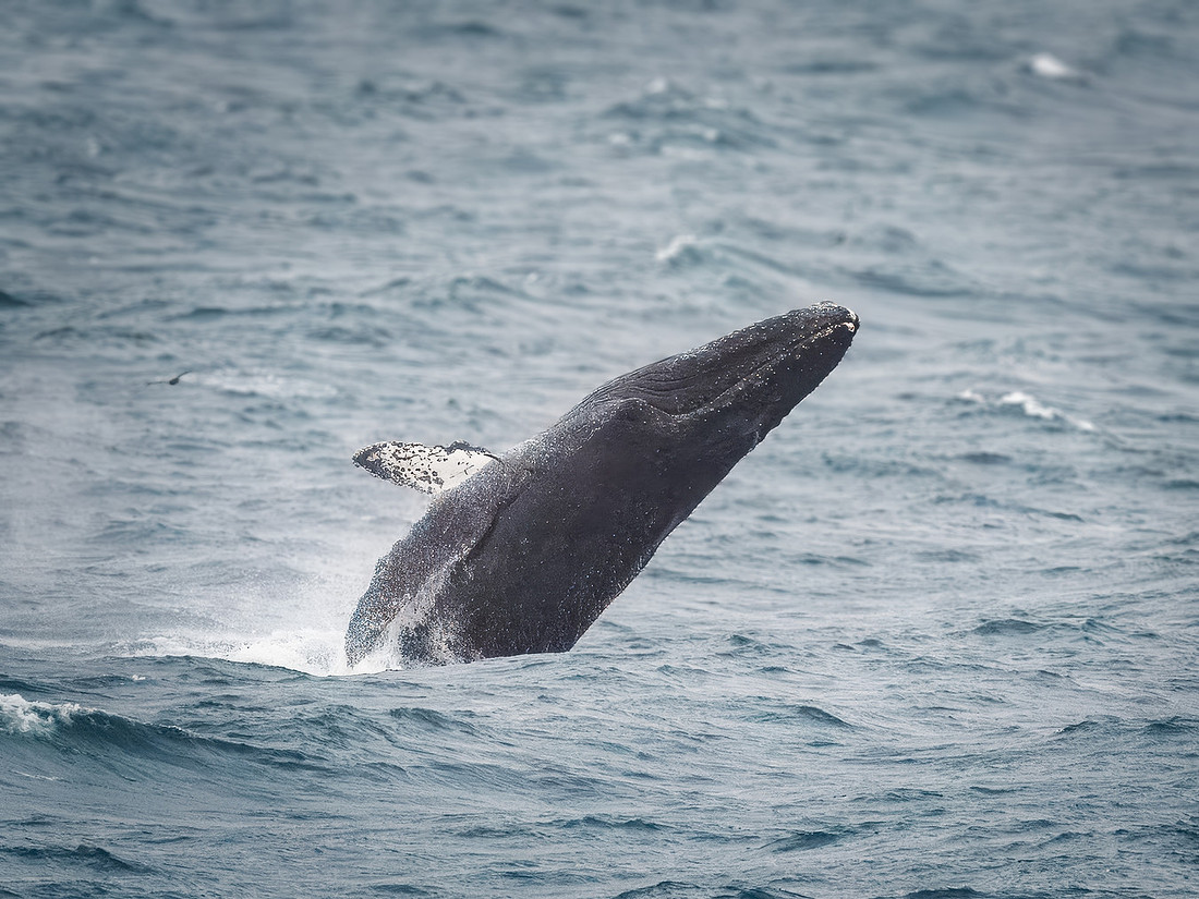 Humpback Whales in Alaska