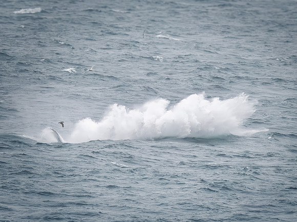 Humpback Whales in Alaska