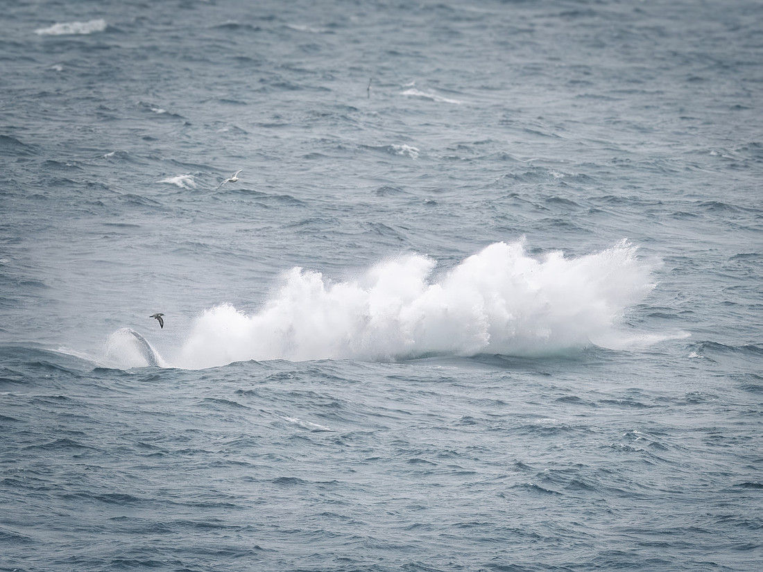 Humpback Whales in Alaska
