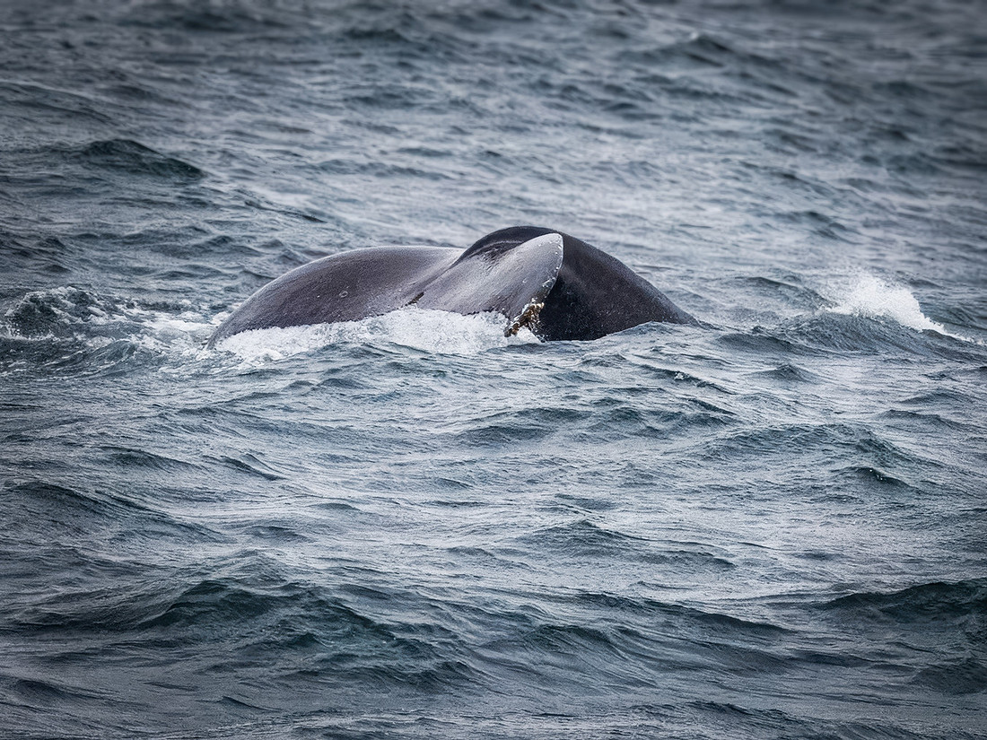 Humpback Whales in Alaska