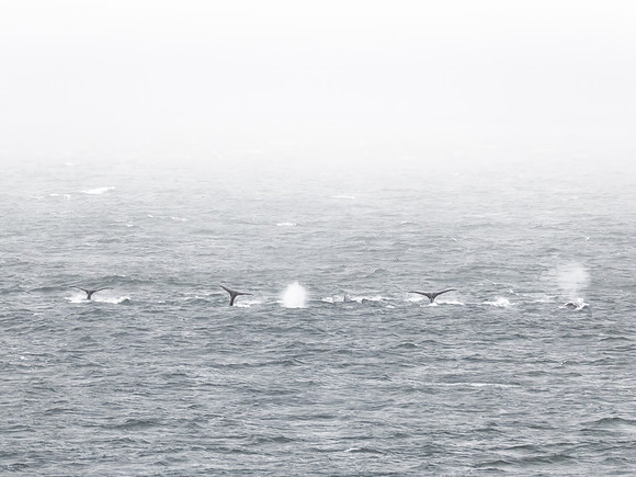 Humpback Whales in Alaska