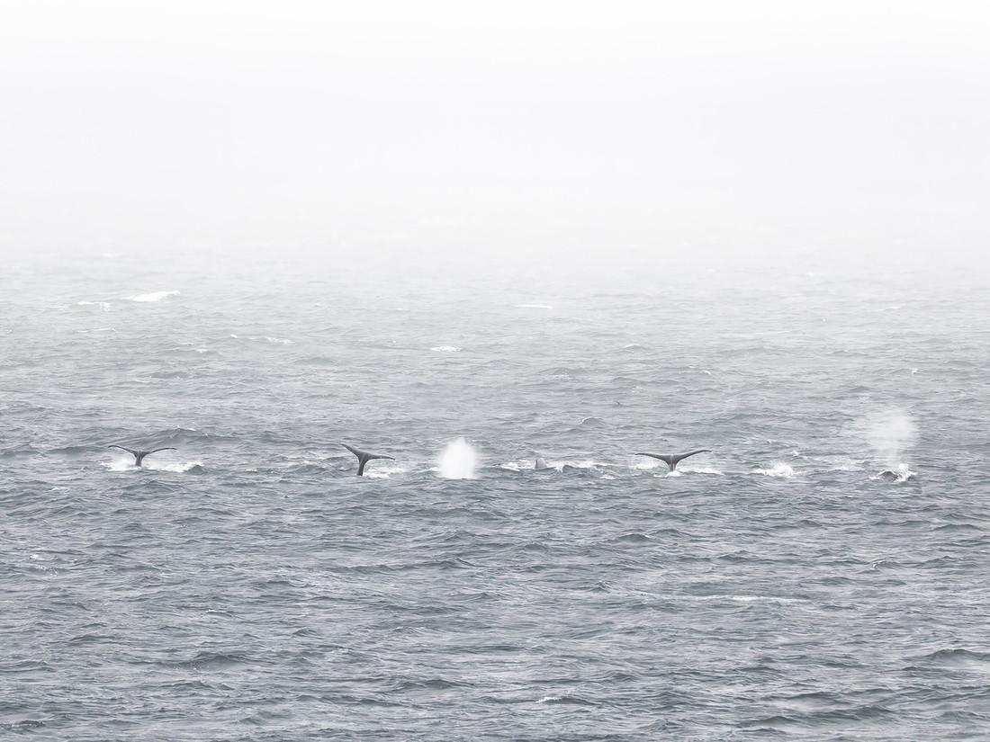 Humpback Whales in Alaska