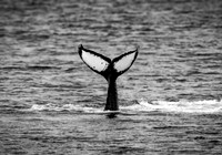 Humpback Whales in Alaska