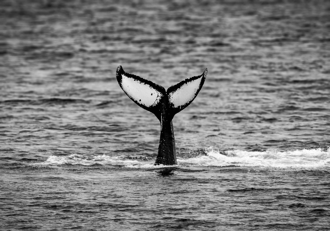 Humpback Whales in Alaska
