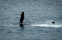 Humpback Whales in Alaska