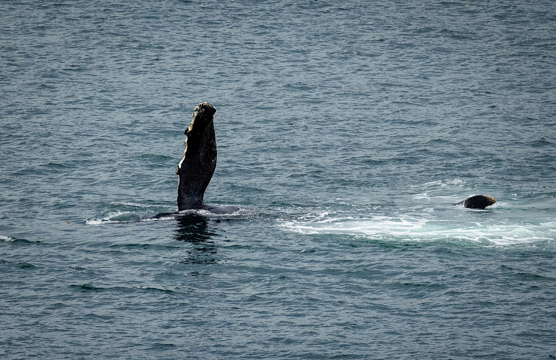 Humpback Whales in Alaska