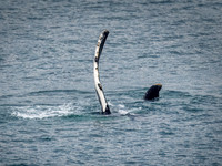 Humpback Whales in Alaska