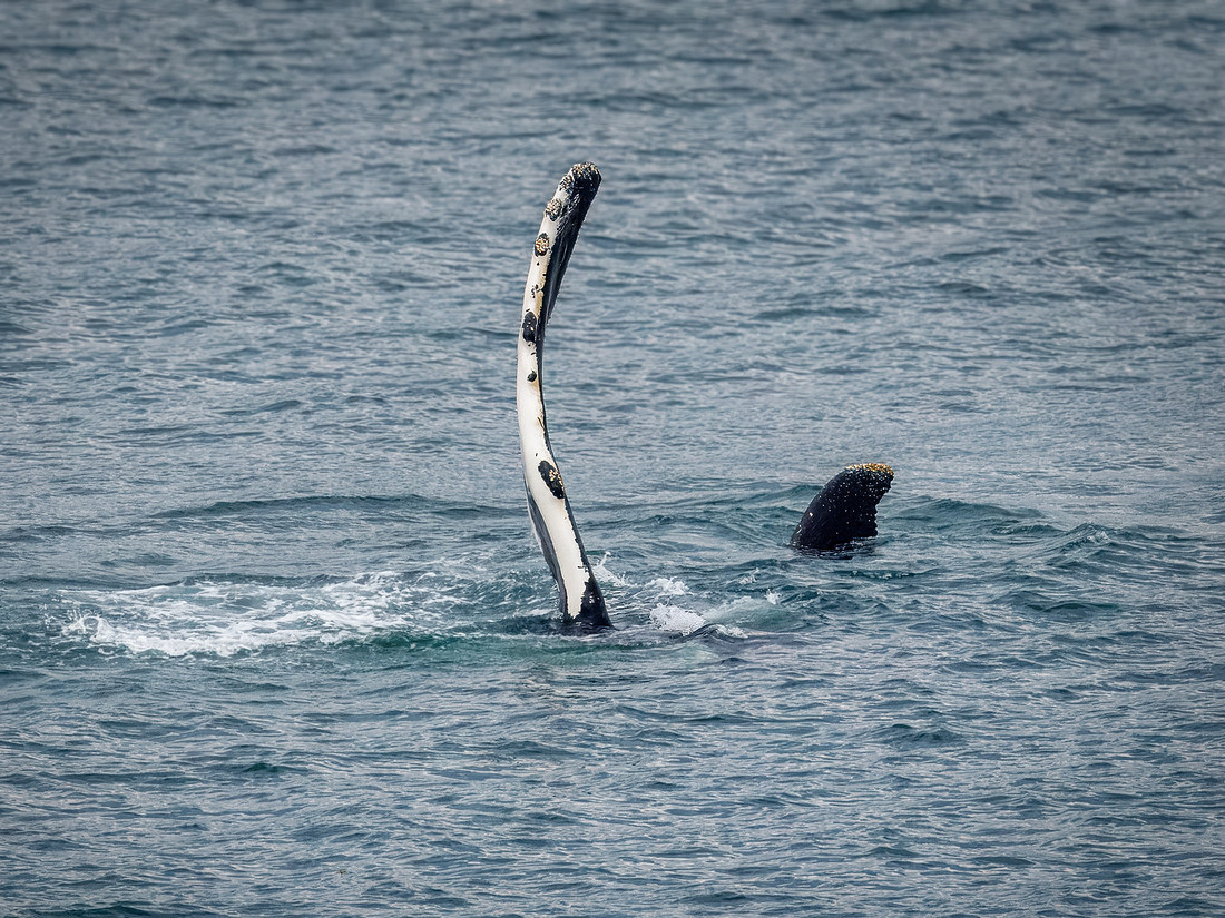Humpback Whales in Alaska