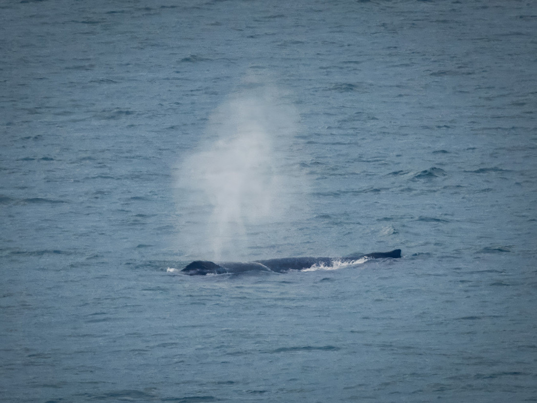 Humpback Whales in Alaska
