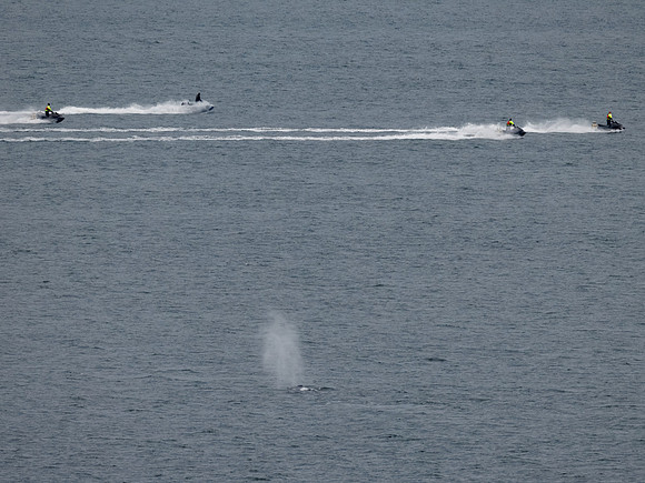 Humpback Whales in Alaska