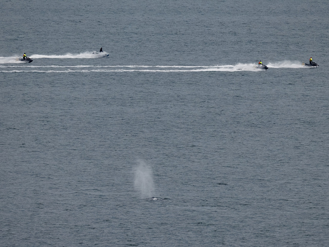 Humpback Whales in Alaska