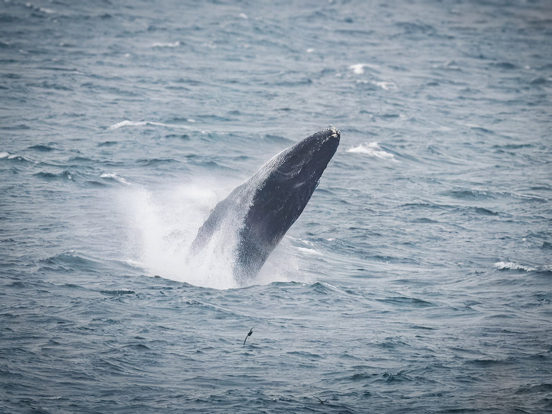 Humpback Whales in Alaska