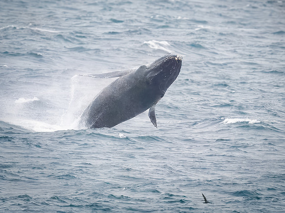 Humpback Whales in Alaska