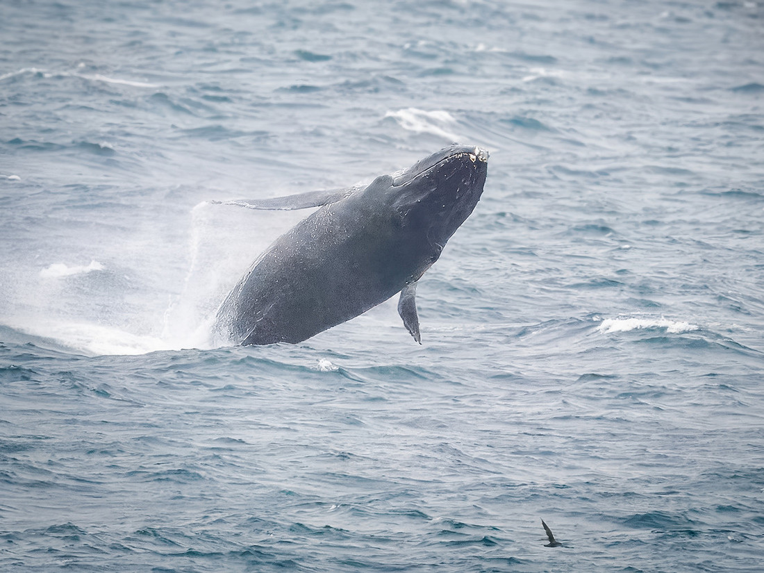 Humpback Whales in Alaska