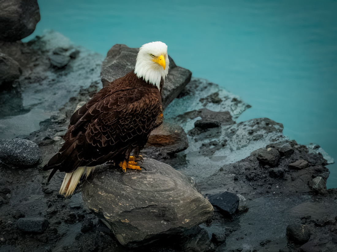 Eagles of Alaska