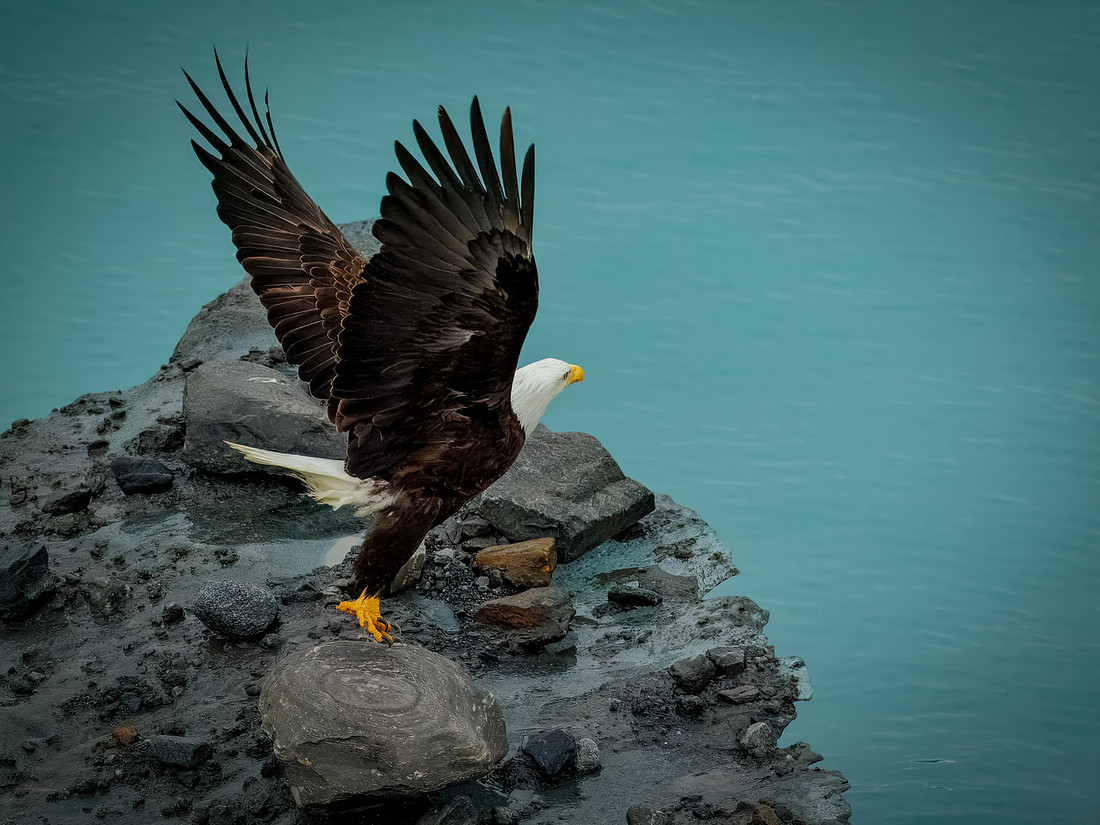 Eagles of Alaska