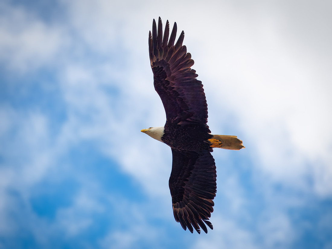 Eagles of Alaska