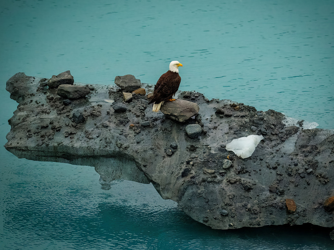 Eagles of Alaska