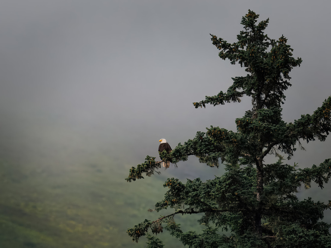 Eagles of Alaska
