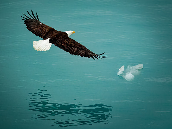 Eagles of Alaska