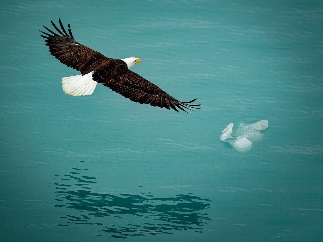 Eagles of Alaska
