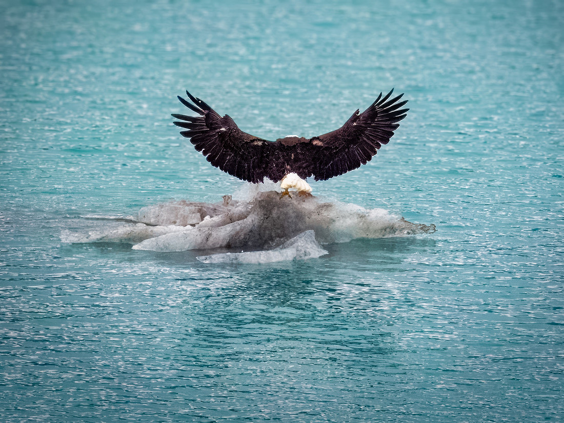 Eagles of Alaska