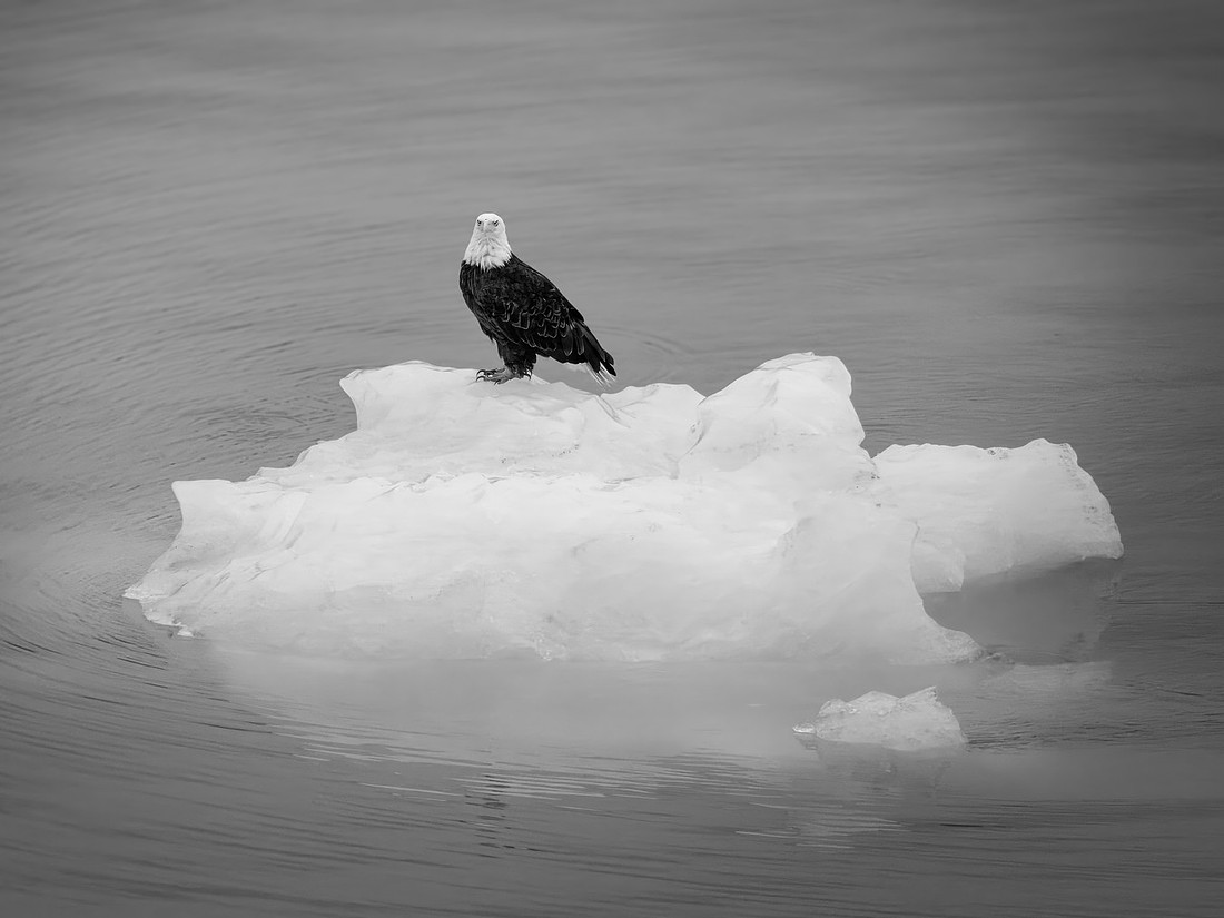 Eagles of Alaska