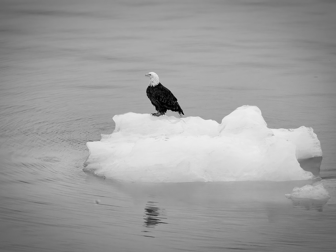 Eagles of Alaska