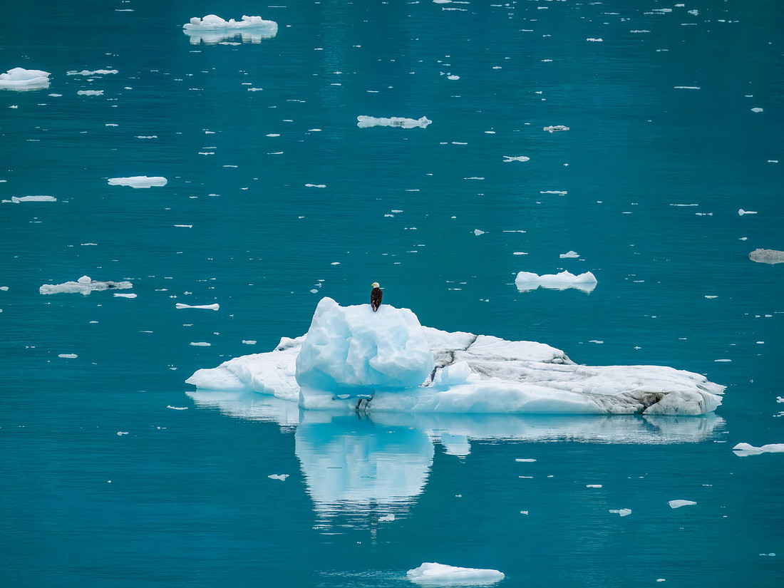 Eagles of Alaska