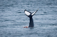 Humpback Dorsal Fin-2