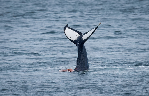 Humpback Dorsal Fin-2