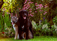 Winston & Goose