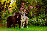 Winston & Goose-2
