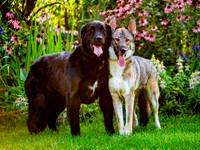 Winston & Goose-3
