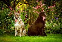 Winston & Goose-4